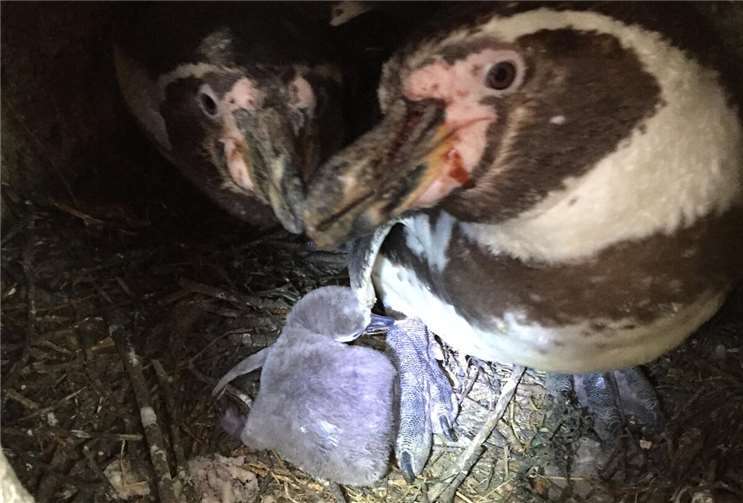 Frisch geschlüpftes Pinguinküken.