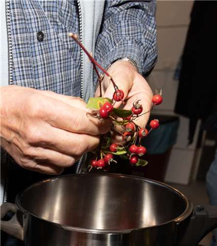 Frische Hagebutten gaben dem Hagebuttentee das echte Aroma.