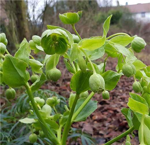 Frisches Grün und erste Nektarquelle für Hummeln: Stinkender Nieswurz im Schaugarten. Foto: privat