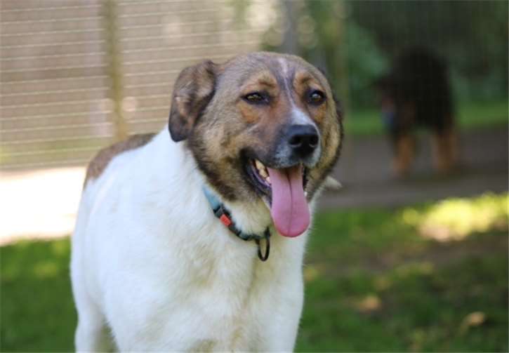 Fritz kam gemeinsam mit seinem Bruder aus einem Tierheim in Bulgarien. privat