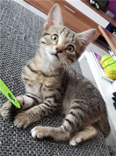 Fritzchen ist ein Traumkaterchen.Privat