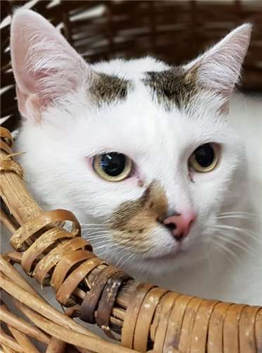 Fritzl sucht ein neues zu Hause, ohne Kinder.