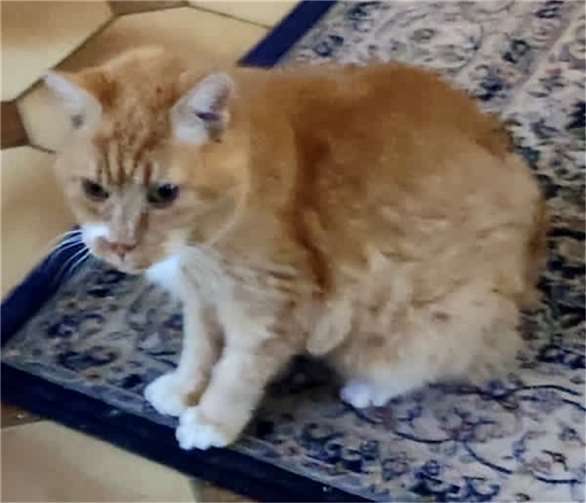 Füchsen im Portrait.  Foto: privat