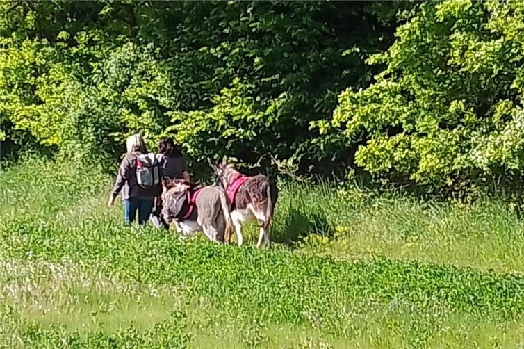 Führen und geführt werden: Die Begegnung mit Eseln eröffnet neue Perspektiven für den Pflegealltag.