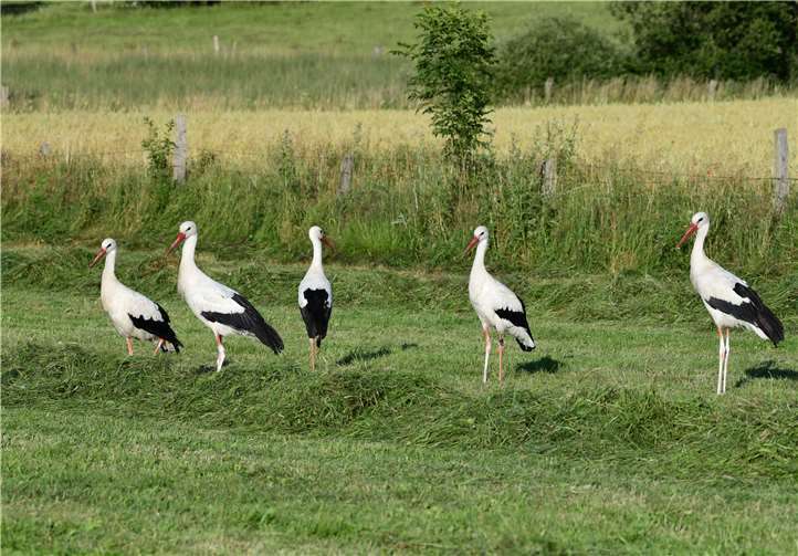 Fünf Weißstörche bei der Nahrungssuche.Foto: Harry Neumann, Naturschutzinitiative e. V. (NI)