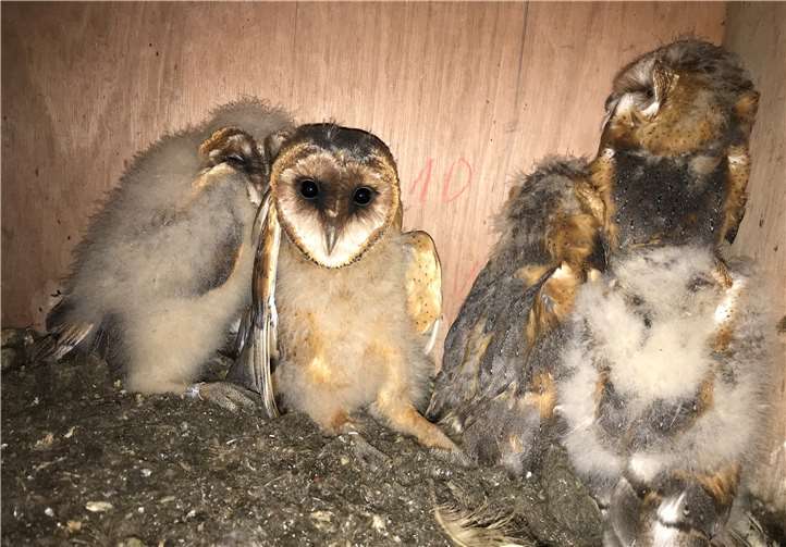 Fünf junge Schleiereulen im Nistkasten. Foto: privat