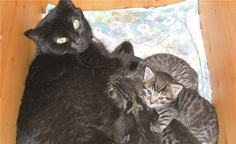 Fünfköpfige Katzenfamilie sucht ab Juli ein neues Zuhause. privat