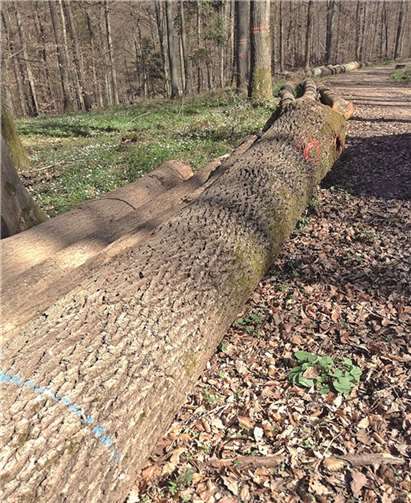 Für Barrique-Fässer geeignete Eichen warten im Wald des Forstamtes Adenau auf die Abnahme durch französische Holzkäufer. F. Hüllen / Landesforsten RLP)