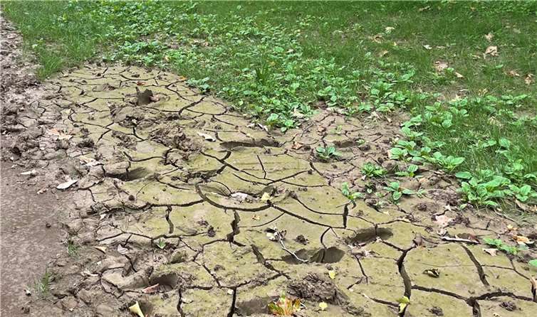 Für Gartenbesitzer sind solche Anblicke kein Grund zur Besorgnis. Foto: ROB