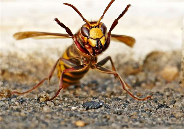 Für Hornissen, Wespen, Bienen und Hummeln gibt es neue Ansprechpartner. Quelle: Rhein-Lahn-Kreis