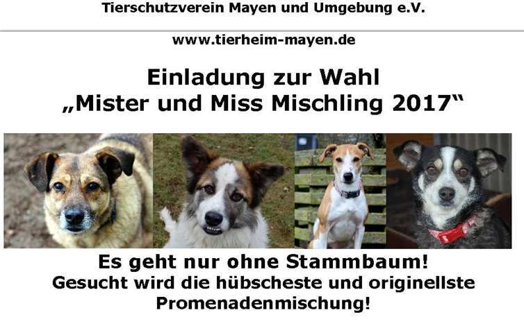 Für Hündinnen und Rüden gibt es je 15 Startpositionen.privat