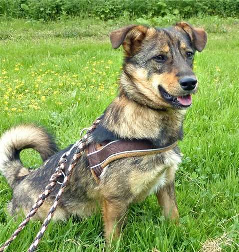 Für Linus werden Menschen gesucht, die Erfahrung mit unsicheren Hunden und Geduld haben. privat