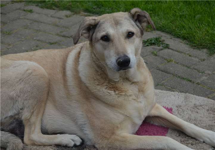 Für Sandy werden noch Paten gesucht. Tierschutz Siebengebirge / AF