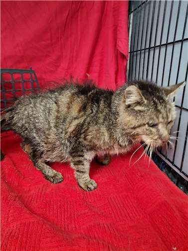 Für den Kater kam jede Hilfe zu spät.  Fotos: Tierheim Remagen