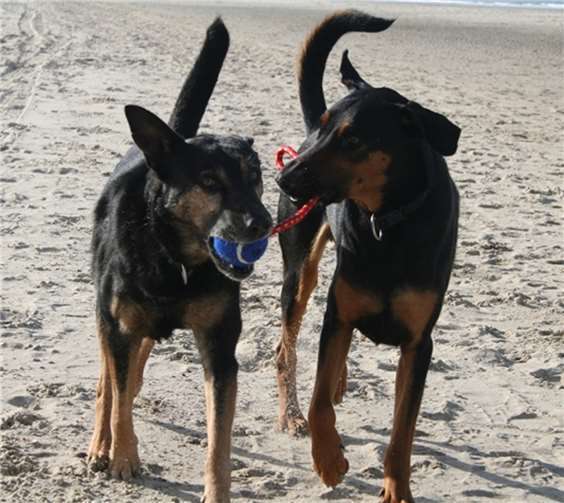 Für den Tierschutz-Kalender 2019 werden originelle Schnappschüsse gesucht. privat