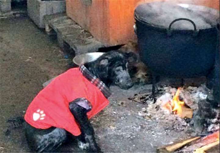 Für die Hunde, die krank sind und/oder keine feste Nahrung zu sich nehmen können, bereitet Carmena täglich eine Suppe vor. Im Winter nutzen einige PAR-Bewohner die Feuerstellen (zu denen sie nur bedingt gelangen) um sich ein wenig aufzuwärmen.