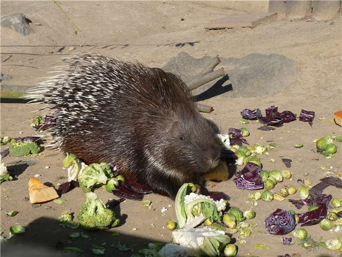 Für die Stachelschweine wird eine neue Behausung gesucht. Fotos: Zoo Neuwied