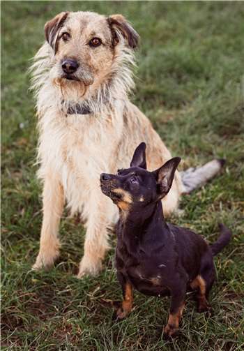 Für die anstehende 72-Stunden-Aktion werden Jugendliche gesucht, die sich ehrenamtlich für ein Projekt im Tierheim Montabaur engagieren. Foto: privat
