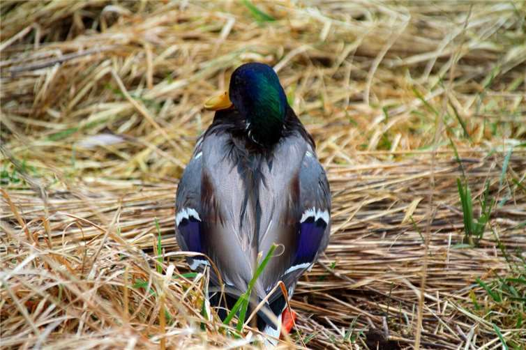 Für die im Naturschutzgebiet lebenden Tiere ist die Verseuchung lebensbedrohlich.  Foto: Andreas Frey (BUND)
