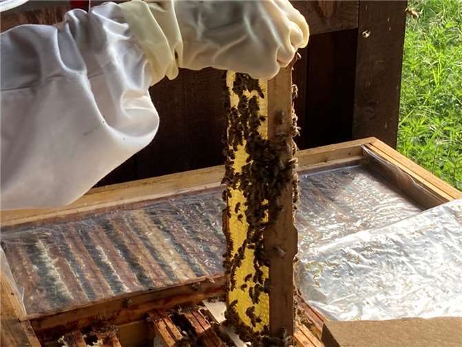 Für die kleinen Besucher gab es interessante Einblicke in das Leben der Honigbienen.