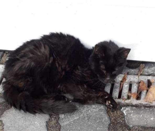 Für diese Fundkatze kam leider jede Hilfe zu spät.