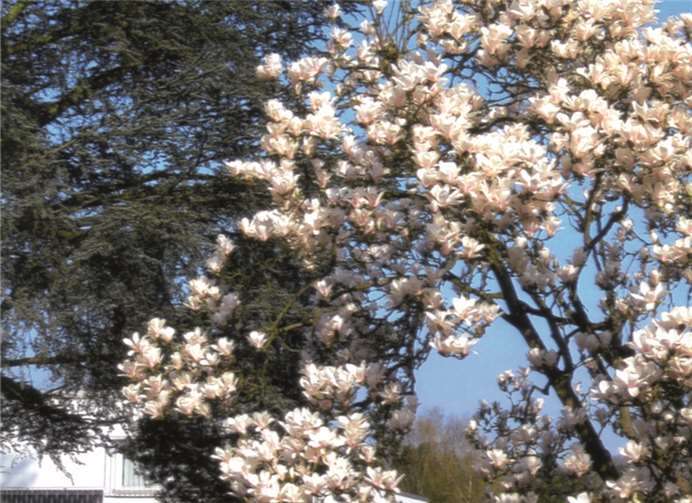 Für viele Menschen ist dieser Baum der Inbegriff für den Frühling. Wie heißt dieser Baum? Ulrich Junker