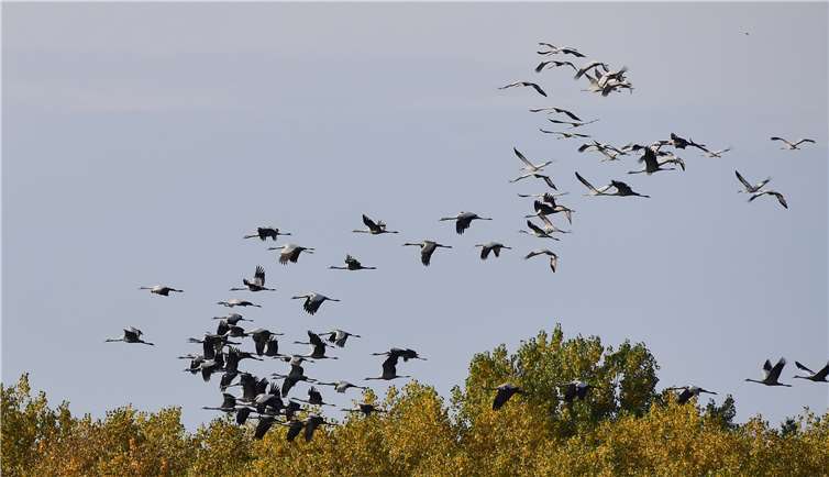 Für viele ist dieser Anblick ein Zeichen des nahenden Winters. Foto: Harry Neumann/NI