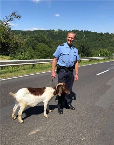 Fürsorglich wurde die Ziege „abgeführt“. Foto: Polizei