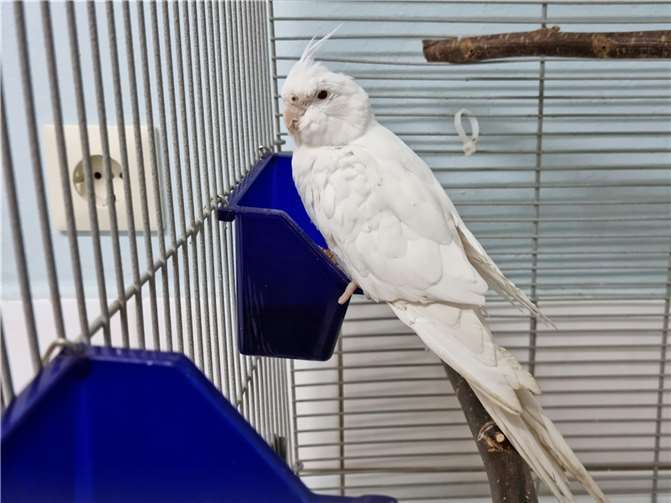 Fund-Nymphensittich aus Polch.  Foto: privat