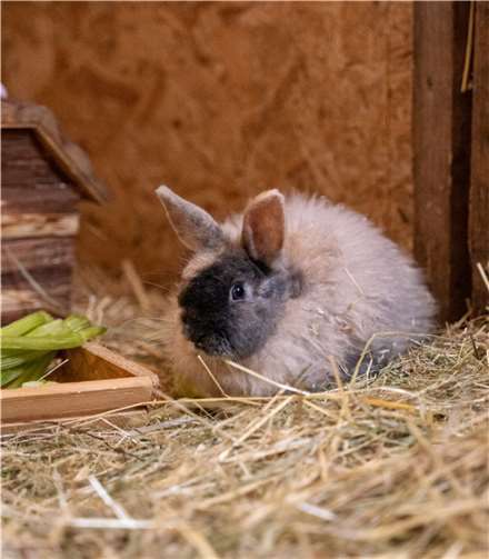 Fundkaninchen Hugo. Foto: Tierheim u. Tierschutzverein Kreis Ahrweiler e.V.