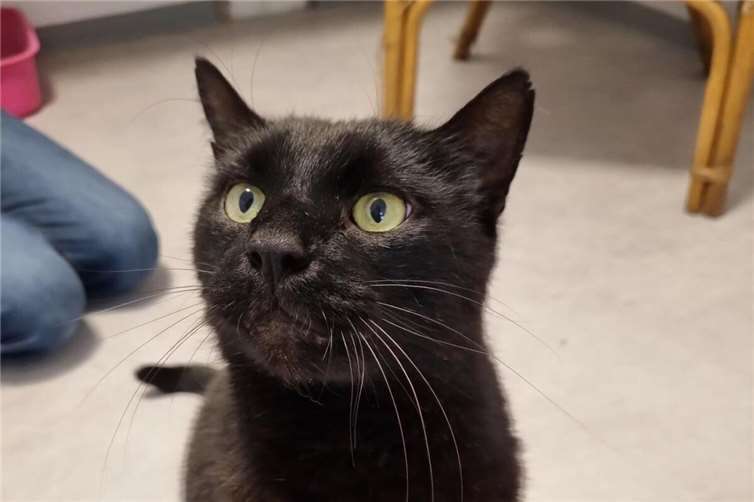 Fundkater Dietmar.  Foto: Sybill Limbach