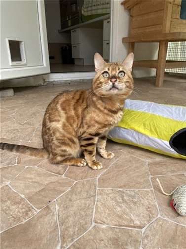 Fundkater Ivo.  Foto: privat