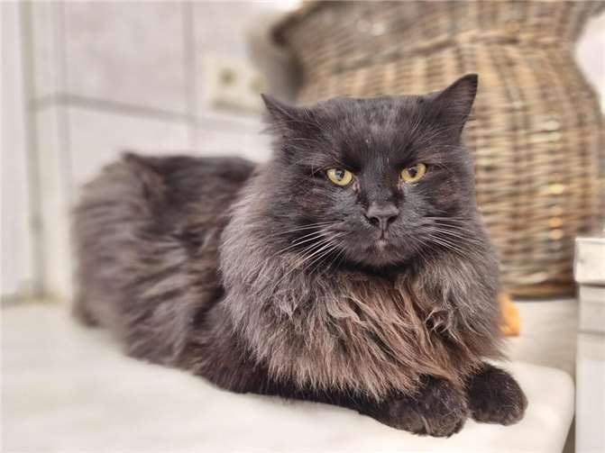 Fundkater „Jupp“.  Foto: Sybill Limbach