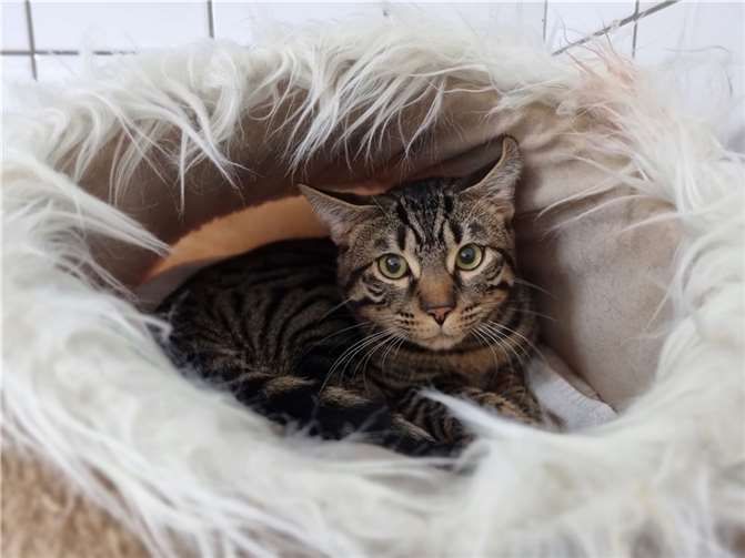 Fundkater „Levio“ aus Treis-Karden.  Foto: Sybill Limbach