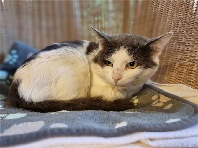 Fundkater Phillip aus Mendig.  Foto: Sybill Limbach