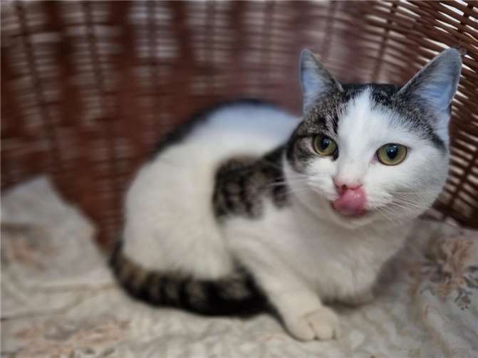 Fundkater Picasso aus dem Tierheim Mayen.  Foto: Sybill Limbach