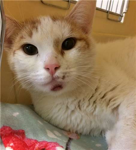 Fundkater Tommi. Privat