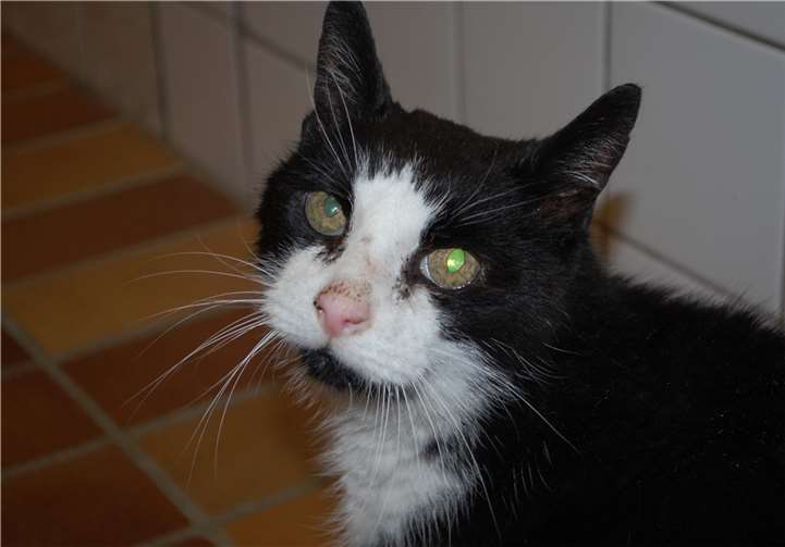 Fundkater Wilhelm.privat