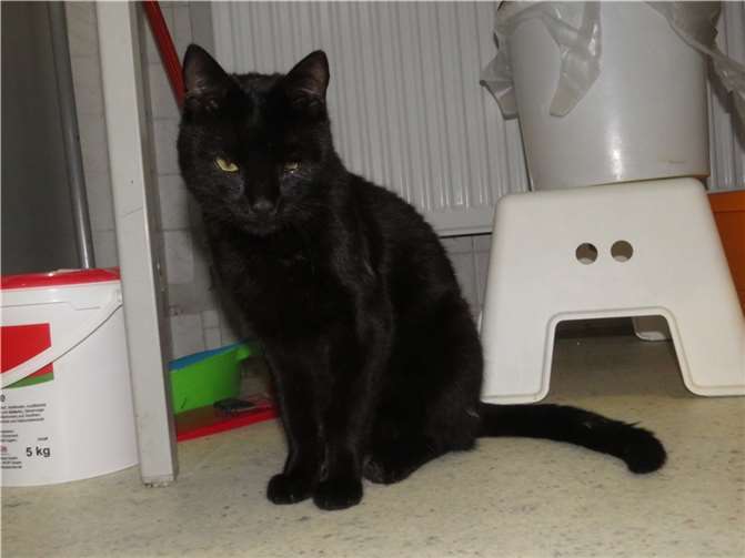 Fundkater William.  Fotos: privat