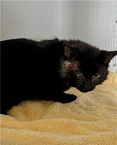 Fundkater aus Birresdorf, unkastriert und schwer verletzt. Fotos: Katzenschutzfreunde Rhein-Ahr-Eifel e.V.