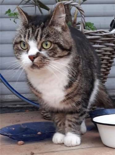 Fundkater aus Langenfeld.