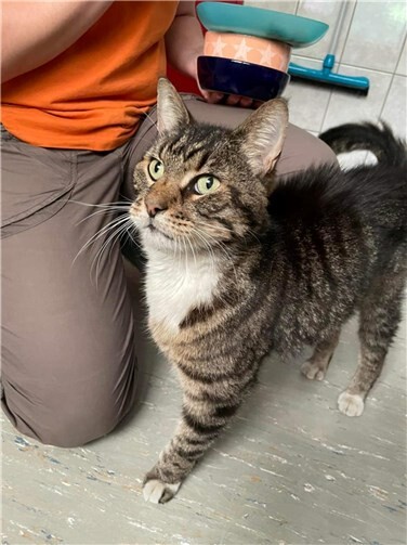 Fundkater aus Mayen.  Foto: privat