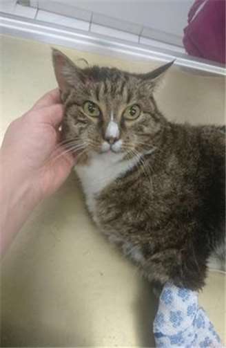 Fundkater aus Mayen-Hausen.Privat