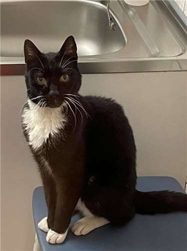 Fundkater aus Ochtendung. Fotos: privat