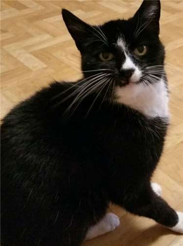 Fundkater aus Polch - wer vermisst ihn?privat