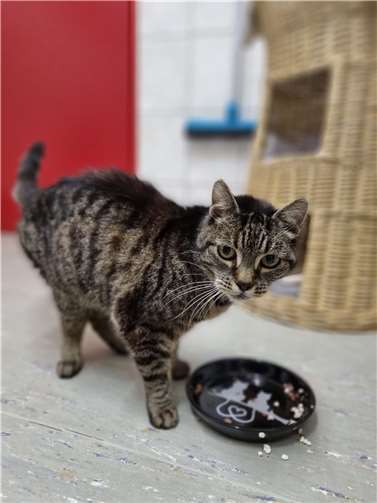 Fundkatze „Magda“ möchte zu ihren Besitzern zurück.  Foto: privat