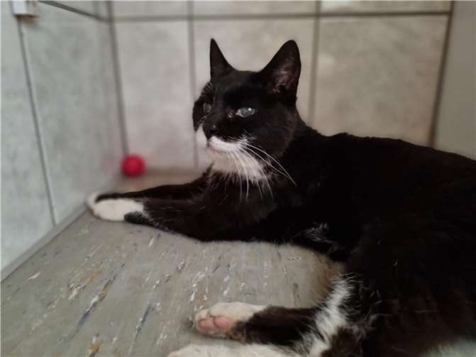 Fundkatze Mechthild aus Ulmen.  Foto: privat