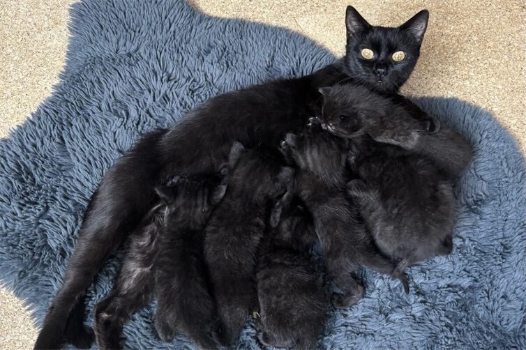 Fundkatze Mogli mit 7 Kitten