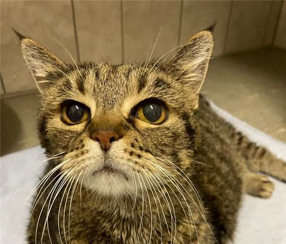 Fundkatze „Molly“ ist derzeit im Tierheim in Mayen.  Foto: privat