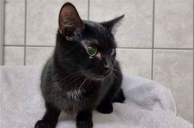 Fundkatze „Tana“ wurde zwischen Düngenheim und Kehrig.  Foto: Sybill Limbach